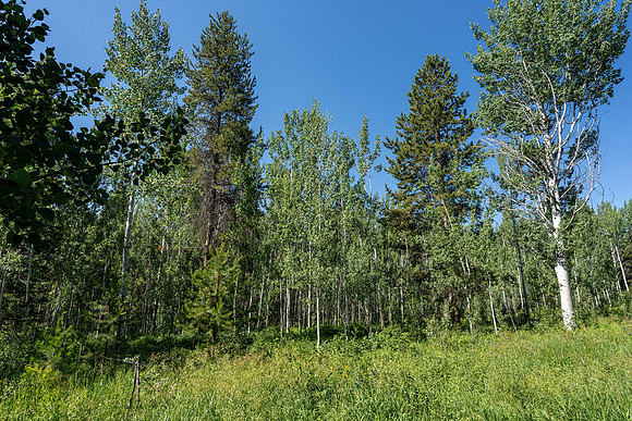 Lot9Woodchuck_JGPhoto-1