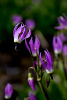 Shooting Star