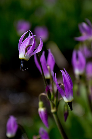 Shooting Star