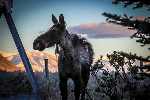 North American Moose