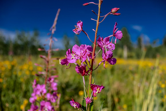 Fireweed