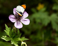 Sticky Geranium