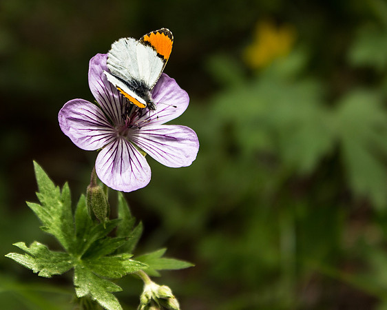 Sticky Geranium