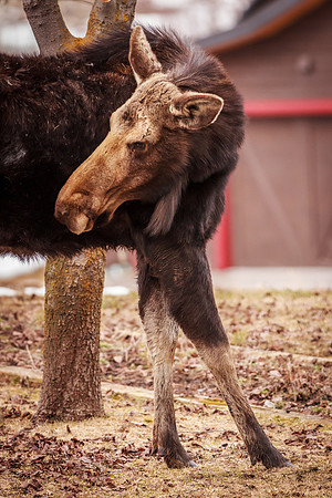 North American Moose