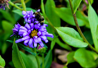 Blue Daisy Bumble Bee