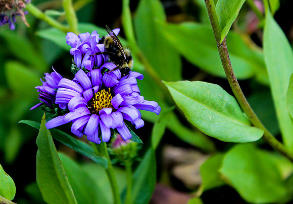 Blue Daisy Bumble Bee