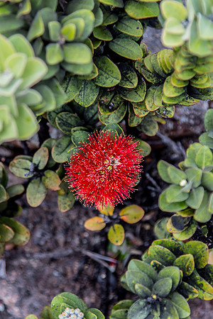 Lehua Flower