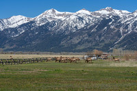 600Ponderosa_JGPhoto-11
