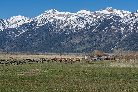 600Ponderosa_JGPhoto-11