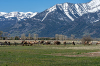 600Ponderosa_JGPhoto-13