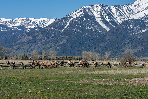 600Ponderosa_JGPhoto-13
