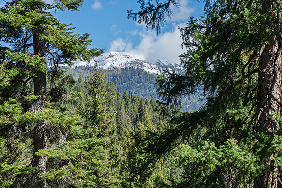 Lupine_JGPhoto-22