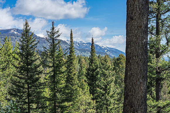 Lupine_JGPhoto-24