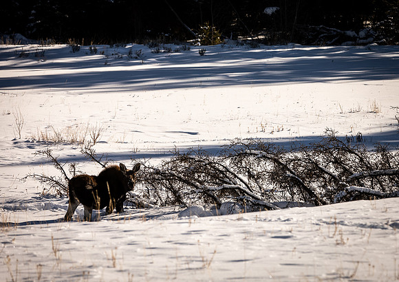 North American Moose