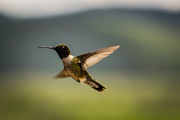 Black Chinned Hummingbird