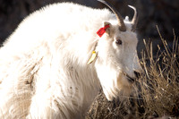Mountain Goat