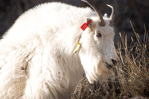 Mountain Goat
