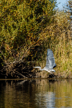 Heron