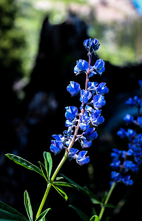 Lupine