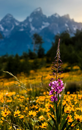 Fireweed