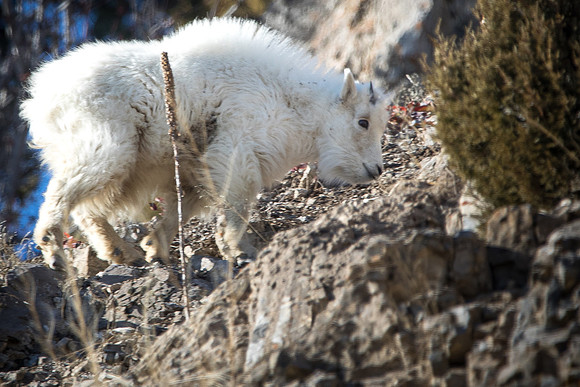Mountain Goat