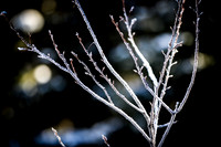 Frozen Branches