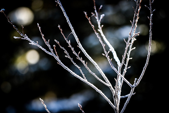 Frozen Branches