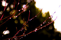 Willow Droplets