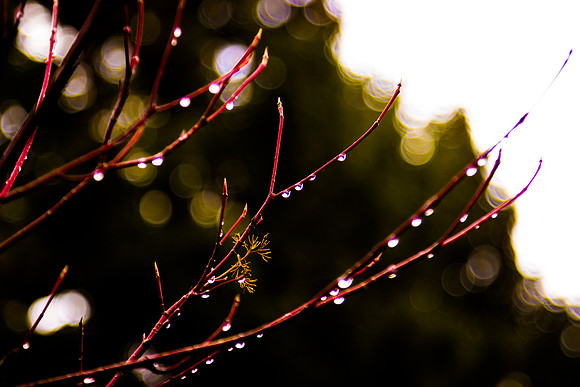 Willow Droplets