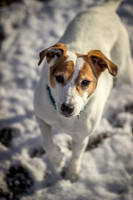 Dottie