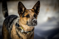 Woody the Dog