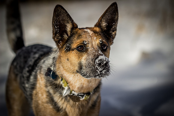 Woody the Dog