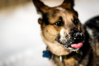 Woody the Dog