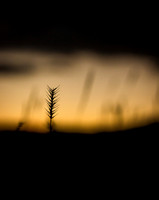 Grassy Sunset