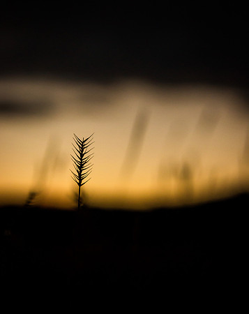 Grassy Sunset