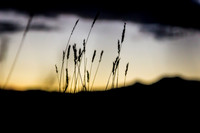 Summer Evening