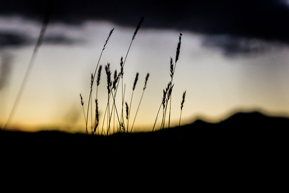 Summer Evening