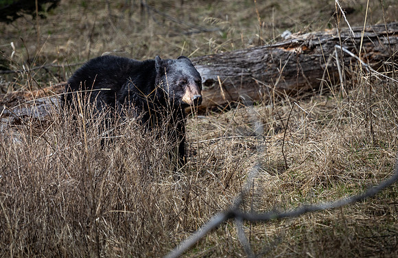 Black Bear
