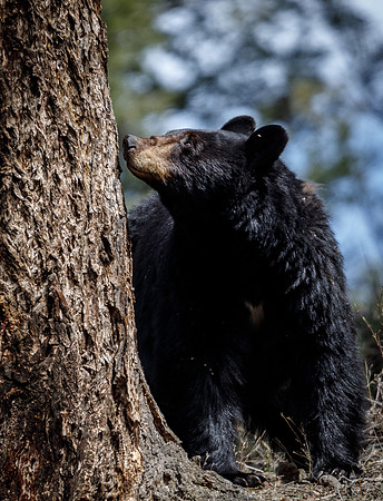 Black Bear