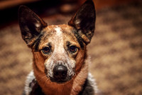 Woody the Dog