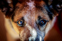 Woody the Dog