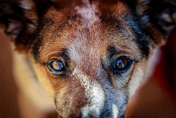Woody the Dog
