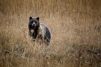 Grizzly 610