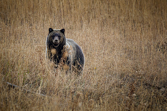Grizzly 610
