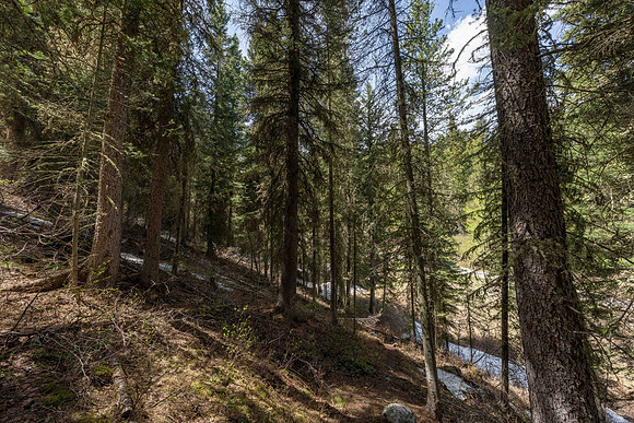 6600Paintbrush_JGPhoto-5