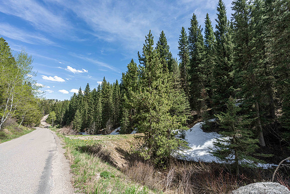 6600Paintbrush_JGPhoto-1