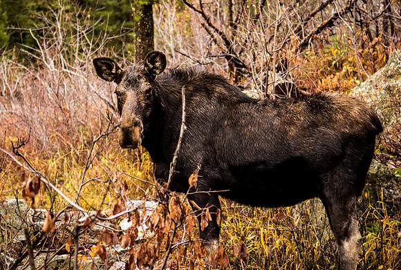 North American Moose