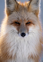 Red Fox