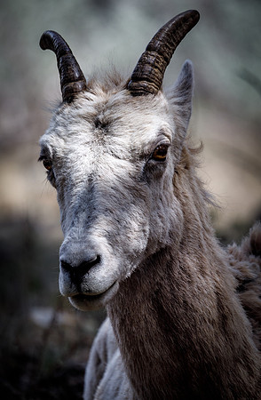 Bighorn Sheep