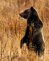 Grizzly 610